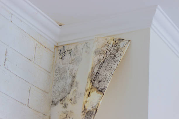 Best Residential Mold Inspection & Testing  in Norwood, PA